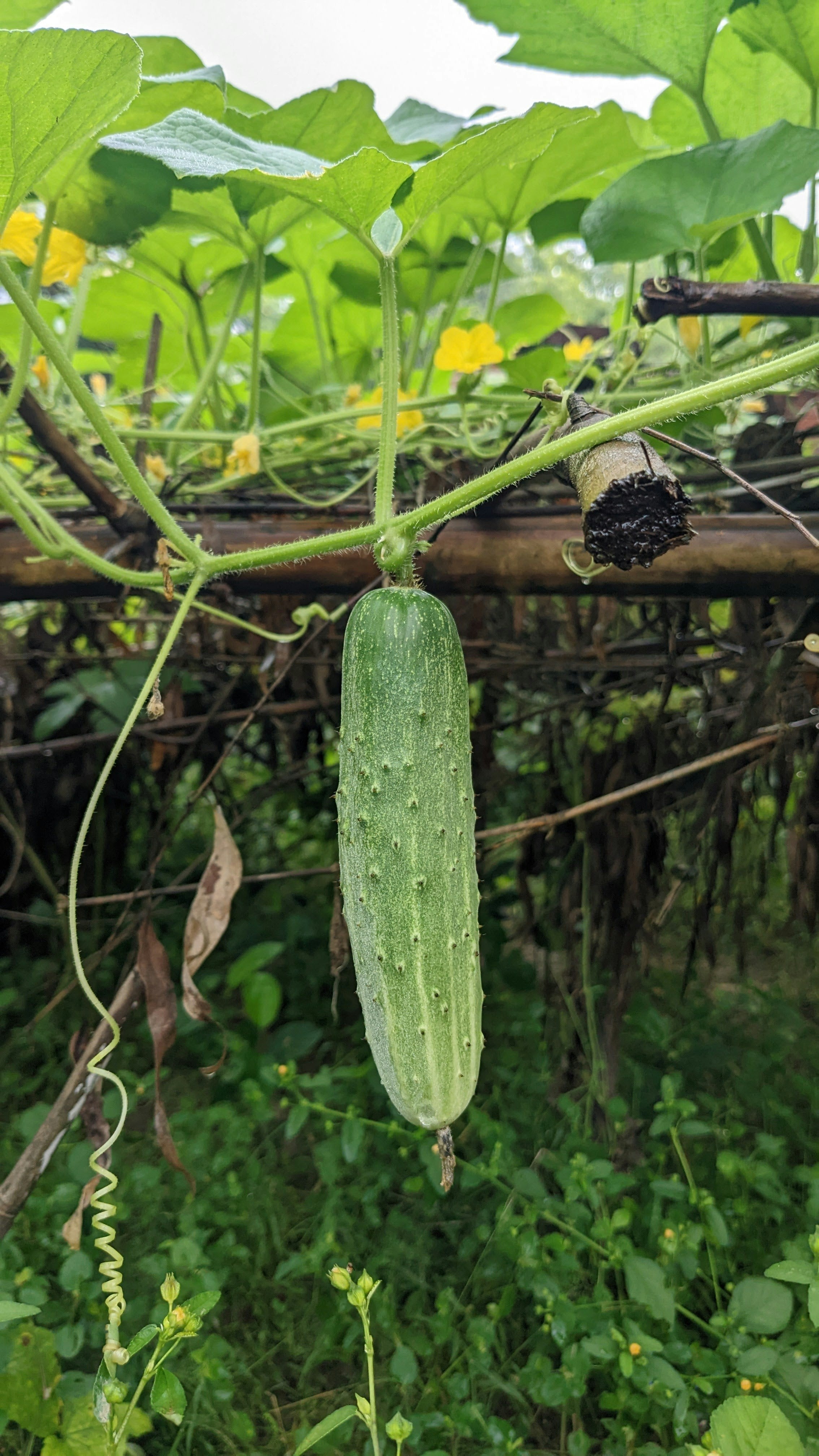 Do cucumbers need a trellis? Mixxidea