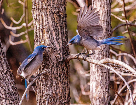 Spring Birds and Your Garden: A Guide to Attracting Feathered Friends ...