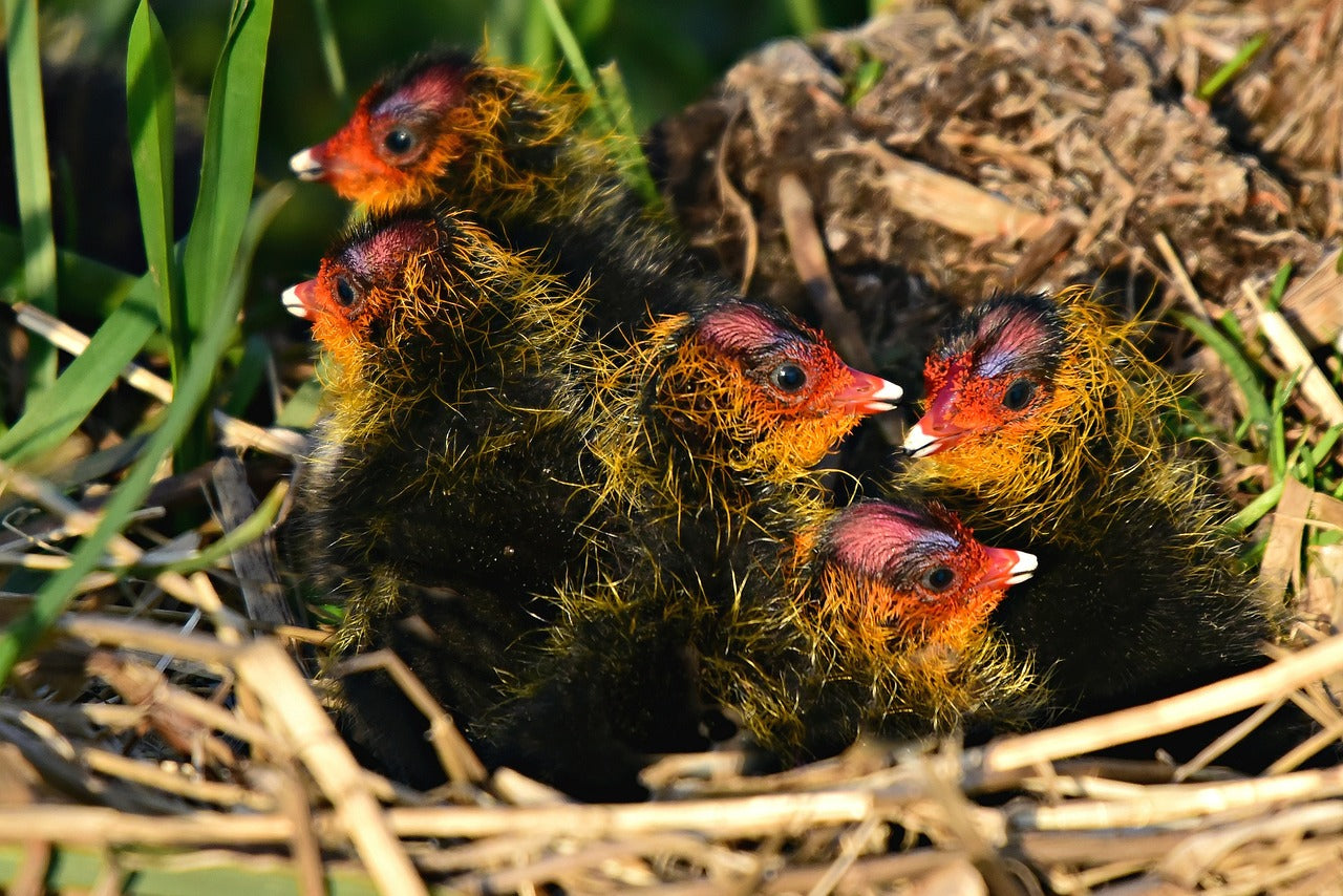 What to Feed a Fledgling Bird Expert Tips and Guidance Introduction
